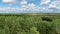 Landscape from Rannametsa vaatetorn, panoramic view of Tolkuse bog hiking trail over the tops of trees from the tower, PÃ¤rnu