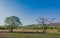 Landscape in ranthambore