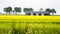 Landscape rapeseed field and a modern industriial barn