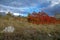 Landscape with red Smoketree