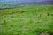 Landscape with Rhodiola rosea, Cliffs of Moher, Ireland