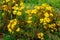 Landscape with Rhodiola rosea, Cliffs of Moher, Ireland