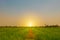landscape rice feild during morning time with sunrise