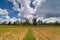 Landscape With Rice Field