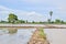 Landscape of rice field in the afternoon, Beautiful nature in countryside at Thailand.Thai agriculture and Thai rice fields