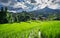 Landscape rice field in chiang mai 1