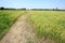 Landscape of rice field footpath