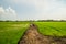 Landscape rice field with village background