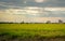 Landscape of rice paddy field