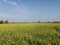 Landscape of rice paddy field in Tanjung Karang, Selangor, Malaysia.