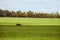 Landscape with a riding classic car on a country road