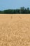 Landscape of ripe cornfield with blue sky and whitespace for tex