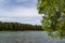 Landscape on the river with a hanging green tree and coniferous forest on the opposite bank under a blue sky with