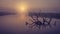 Landscape of river on morning misty sunrise. Old dry tree in water in early foggy dawn. Scenic river