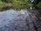 Landscape of river with rapids, fallen dead tree and forested banks during summer day