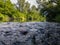 Landscape with river with rapids and flat surface with reflection, banks overgrown with greenery, riparian zone full of grass and