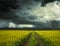 Landscape with road in field of yellow flowers and storm, rural scene with dramatic sky