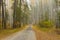 Landscape with road in morning mixed forest in Ukraine