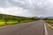 Landscape with road, olive trees grove in spring season with colorful blossom of wild yellow flowers