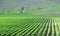 Landscape of route 62 with wine fields - South Africa