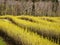 Landscape with rows of beautiful green blackcurrant bushes, first spring greenery