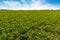 Landscape with rows on clover field and clouds.