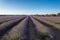 Landscape of rows of lavender plantations at sunse