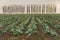 Landscape with rows of mature cabbage guarding by row of Lombardy poplars