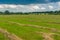 Landscape with rows of mown hay on a water-meadow