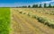 Landscape with rows of mown young wheat using as forage in central Ukraine