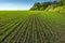 Landscape with rows on young wheat field