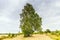 Landscape Rozendaalse Veld i with solitary Birch tree, Betula pendula