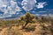 Landscape at Saguaro National Park near Tucson