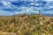 Landscape at Saguaro National Park near Tucson