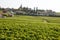 Landscape Saint Emilion village in Bordeaux region vineyard grape