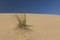 Landscape of sand dune and grass with wind pattern