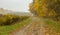 Landscape with sandy road in moist forest