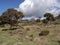 Landscape in Sanetti Plateau, Bale National Park, Ethiopia