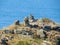 Landscape of the Sark Island, Guernsey, Channel Islands