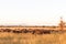 Landscape in savanna. A large herd of African buffaloes in the Serengeti. Tanzania