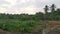 Landscape scene around the taro vegetation land