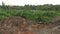 Landscape scene around the taro vegetation land