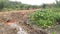 Landscape scene around the taro vegetation land