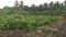 Landscape scene around the taro vegetation land