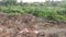 Landscape scene around the taro vegetation land