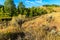 Landscape Scene with Fence Jackson Hole