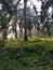 Landscape scene at the inner palm oil plantation.