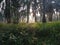 Landscape scene at the inner palm oil plantation.