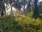 Landscape scene at the inner palm oil plantation.