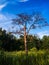 landscape scenery of stand alone tree on grass field